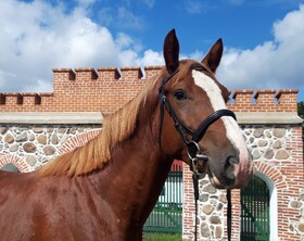 Tori tõugu noorhobuste üleriigilised jõudluskatsed