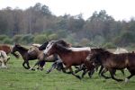 Kallase eesti hobused