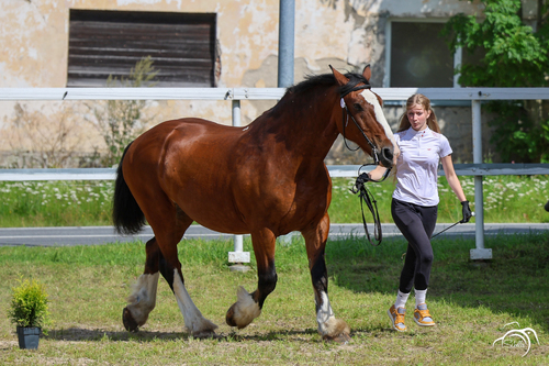 Vesper ER