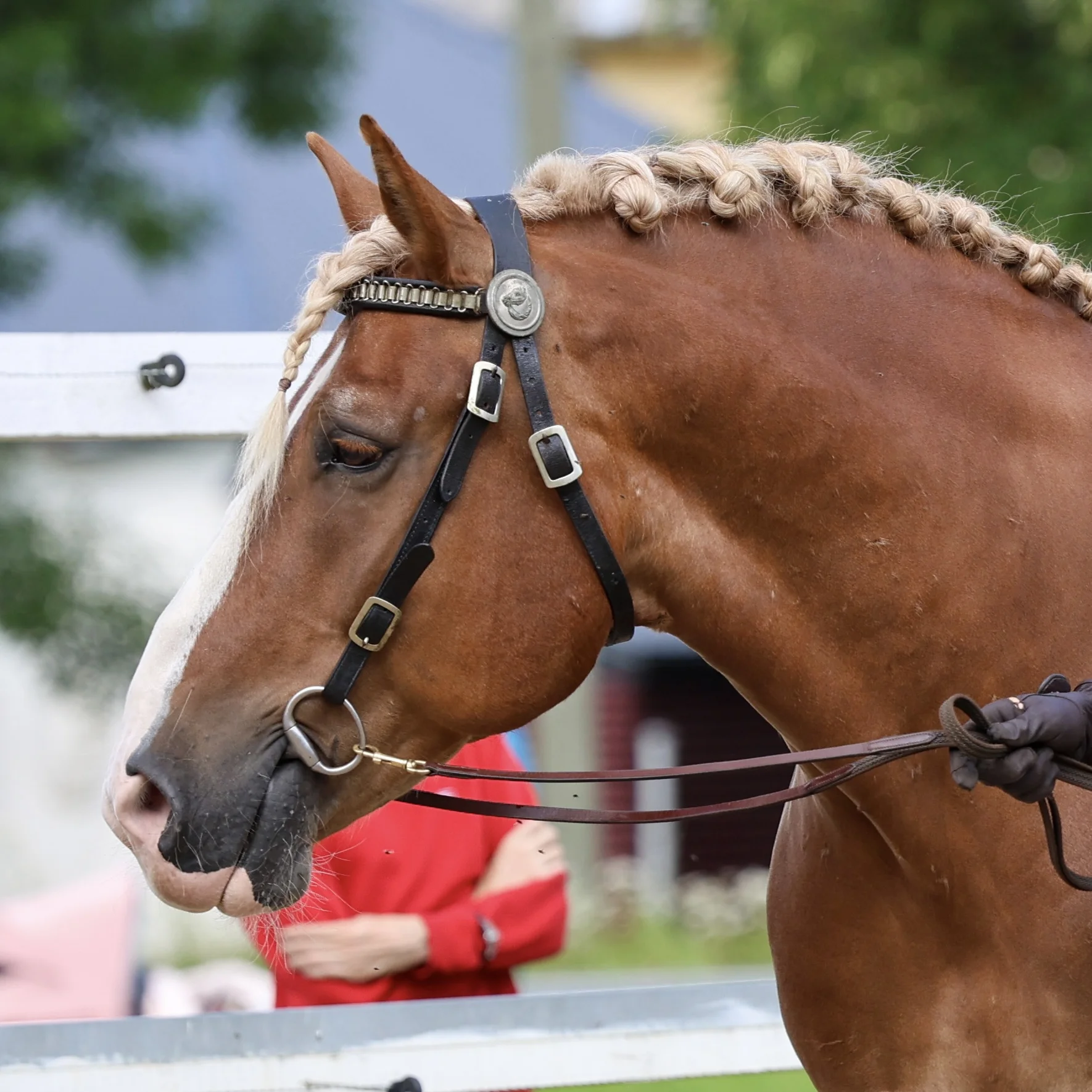 Eesti raskeveohobuse haruseltsi üldkoosolek 14.märts 2026